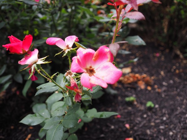 OLYMPUS DIGITAL CAMERA